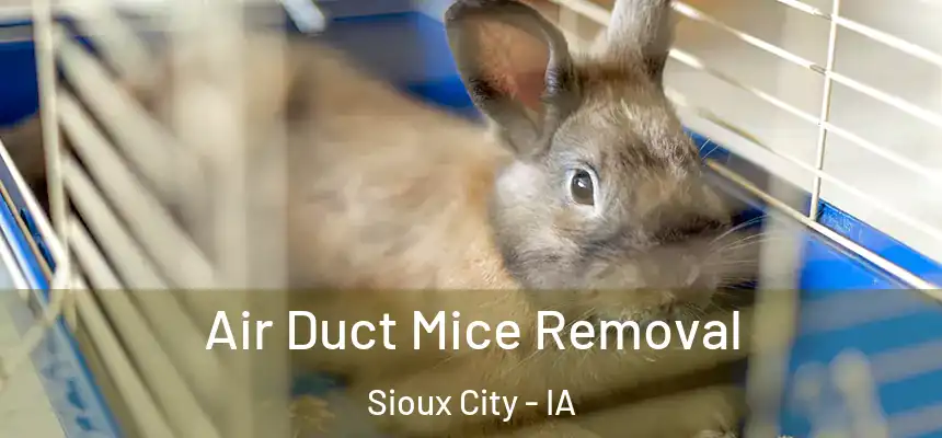  Air Duct Mice Removal Sioux City - IA